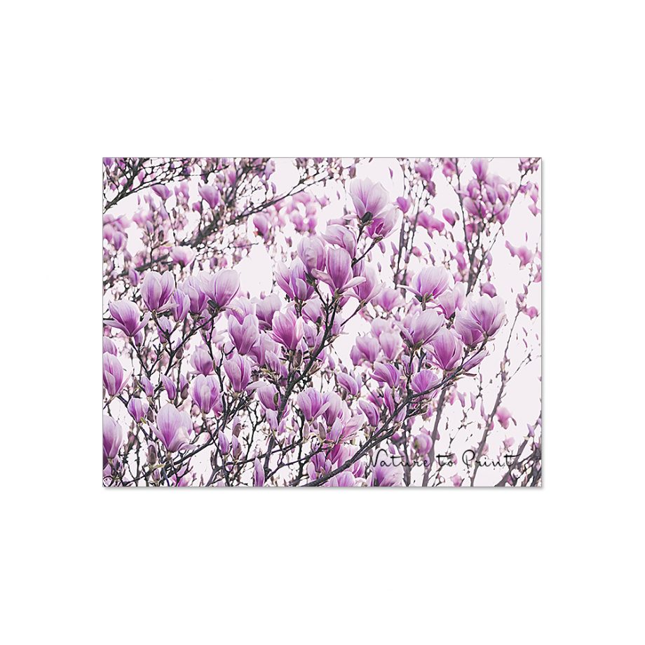 Magnolien, ein Traum aus rosa Blüten