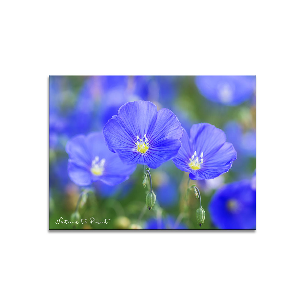 Blauer Staudenlein im Blumengarten