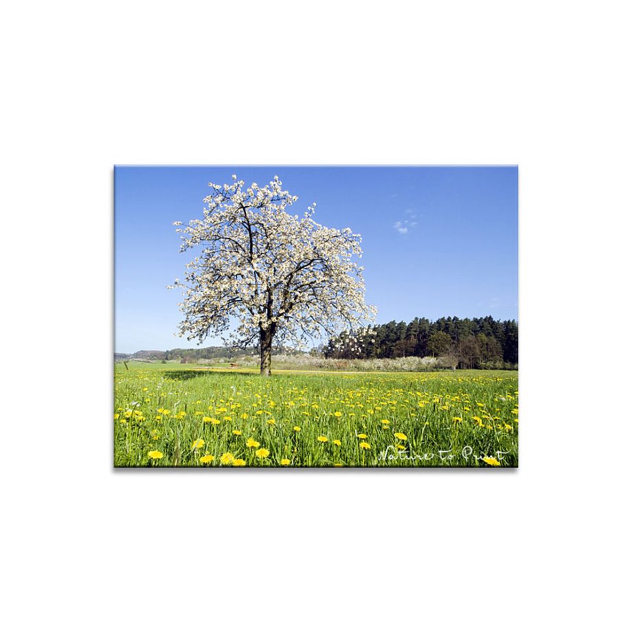 Leinwandbild Kirschbaum blülht auf der wilden Blumenwiese