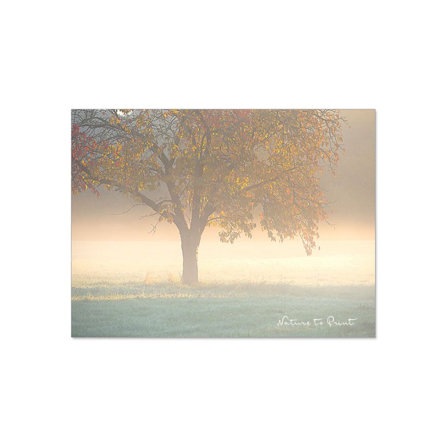 Leinwandbild Kirschbaum im Nebel