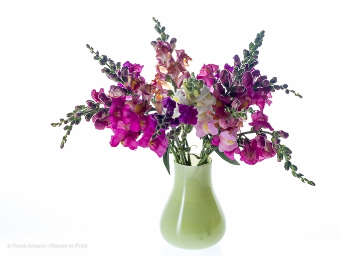 Löwenmäulchen für Vase und Garten. Fröhlich bunte Sommerblumen machen lange Freude.