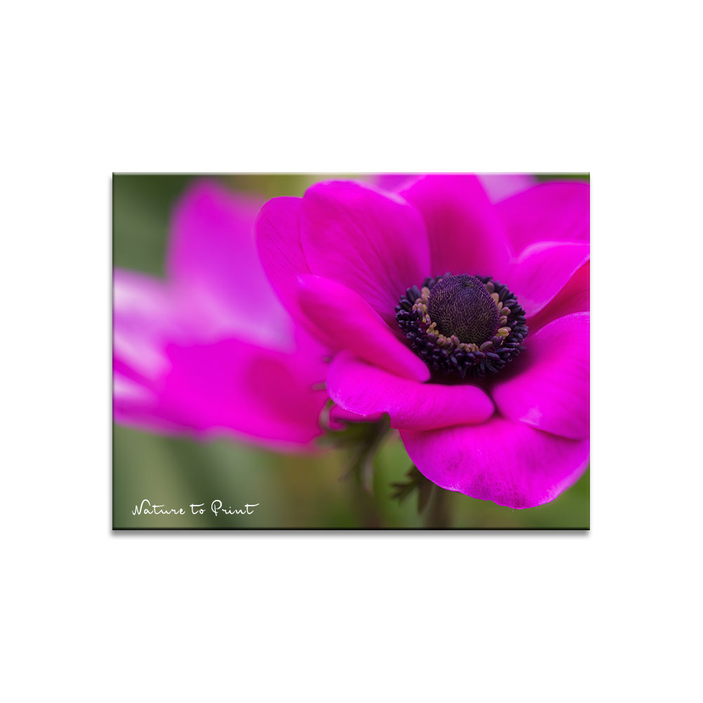 Blumenbild auf Leinwand: Anemone in Shocking Pink II