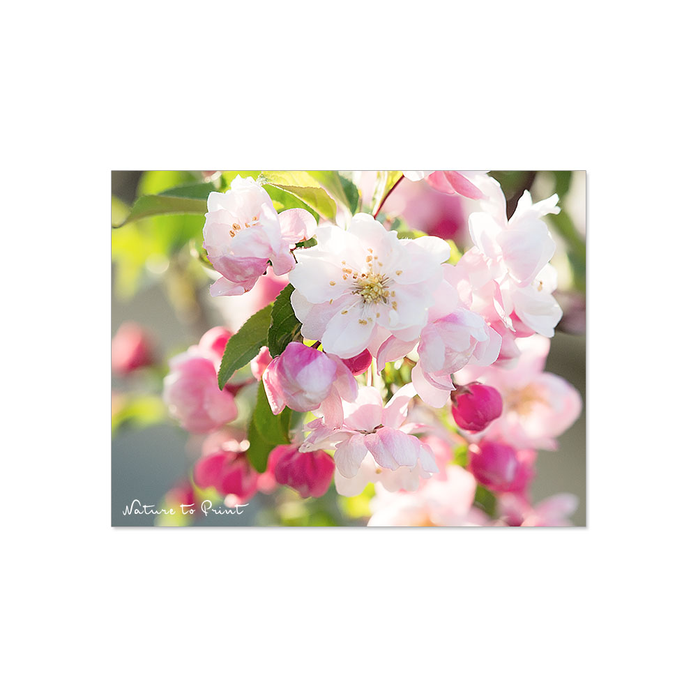 Blumenbild auf Leinwand Zauberhafte Zierapfelblüte