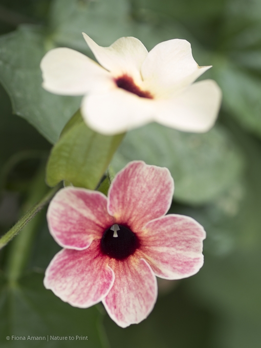 Zum Vergleich: Thunbergia alata mit Blüten in Pastell