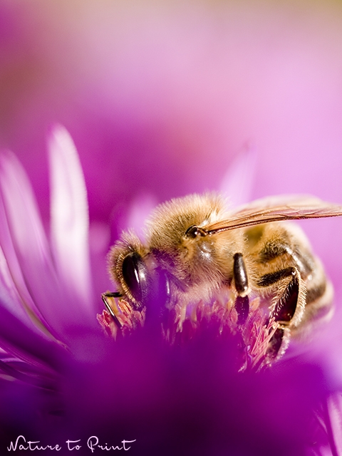 Honigbiene auf Aster