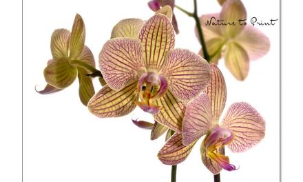 Orchideen pflegen, düngen, topfen und schöne Orchideenbilder