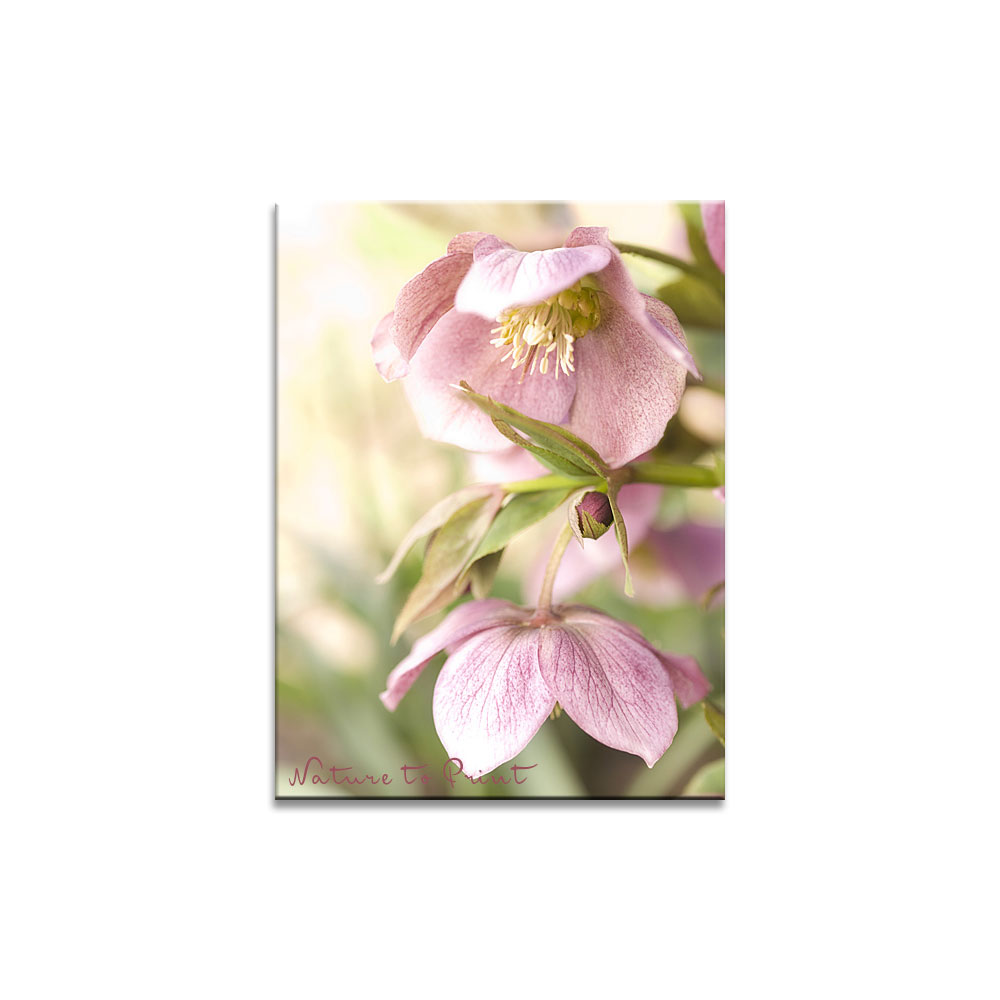Romantische Lenzrose. Schmuckstück im Garten und an der Wand.
