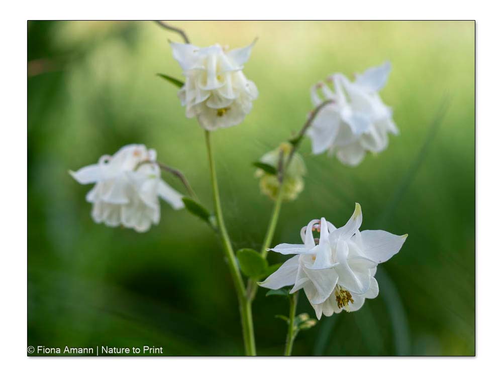 Weiße Akelei passt perfekt für eine Blumenkarte zur Kommunion