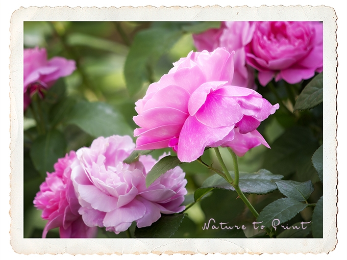 Rosenbild FineArt | Rose Mary Rose im Garten 