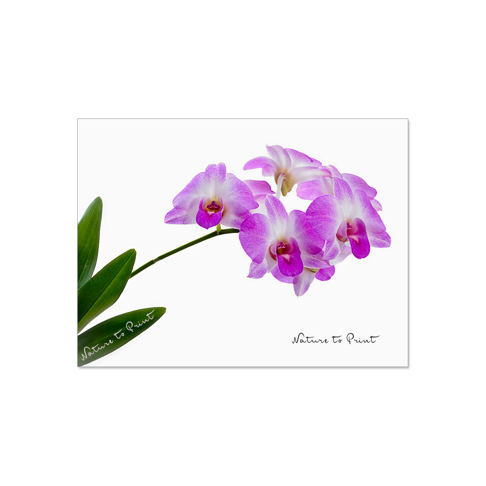 Blumenbilder für Trauerkarten | Freigestellte lila Orchidee
