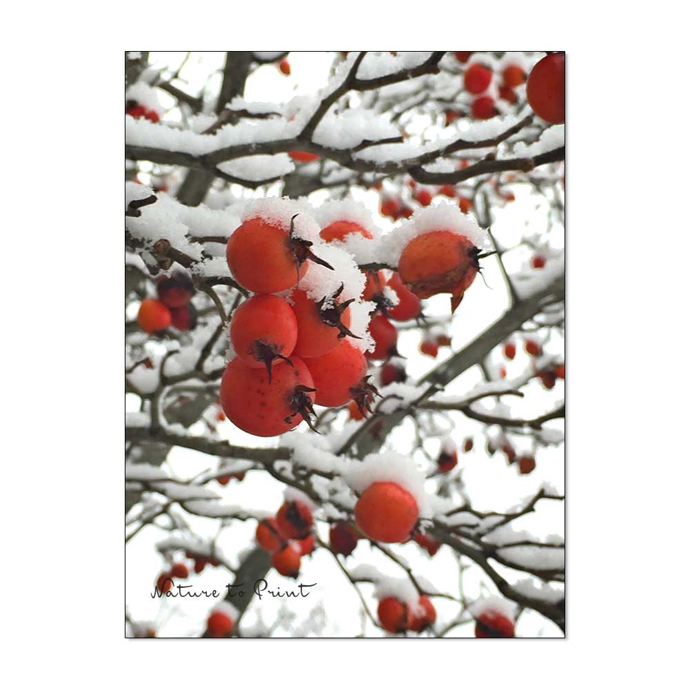 Apfeldorn mit Schneehäubchen