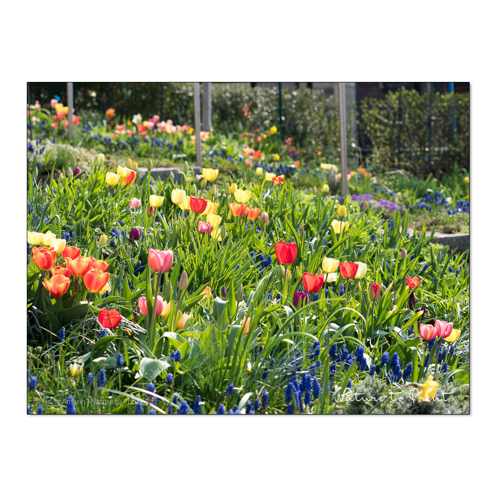Im Frühling dominieren Tulpen den Vorgarten