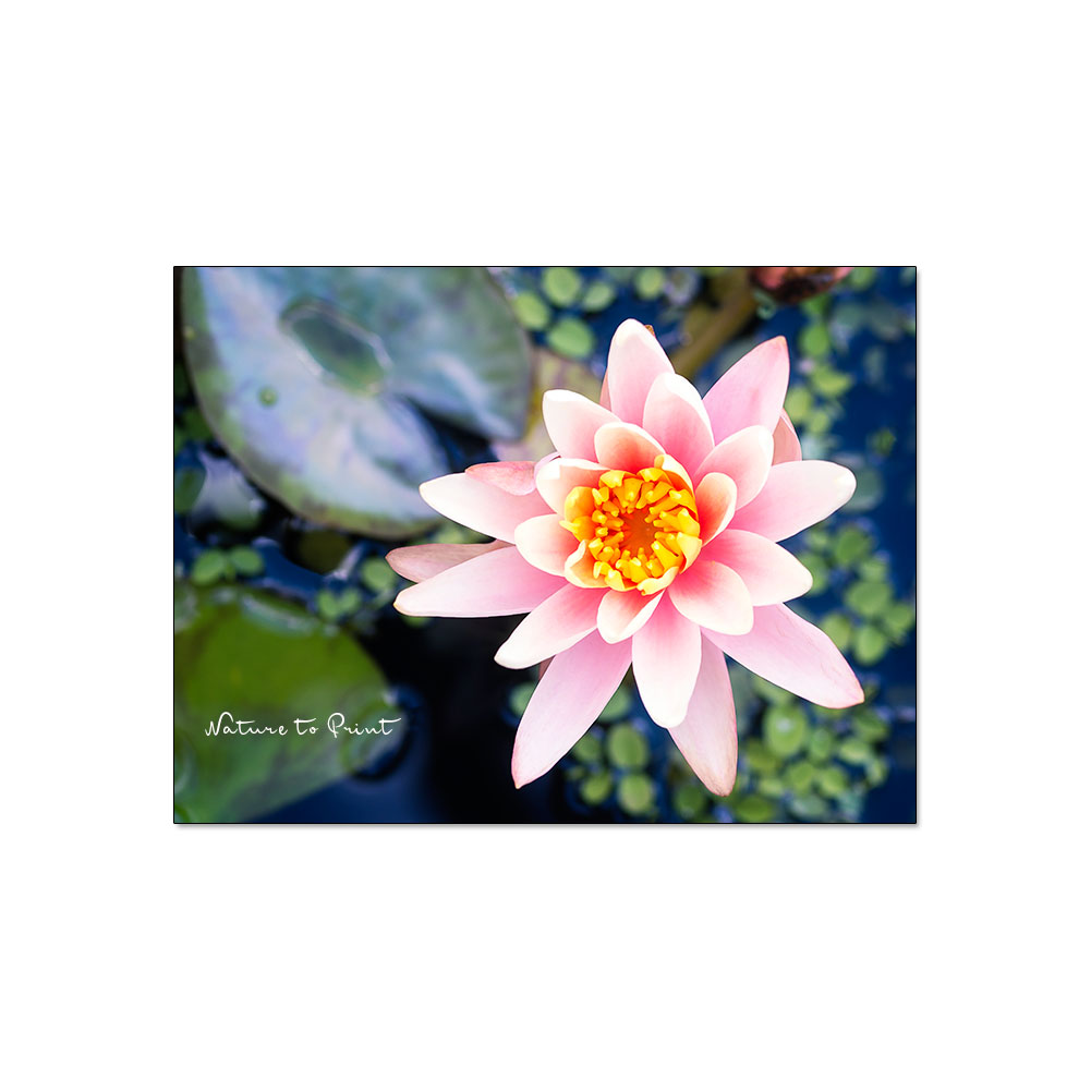 Eine kleine Seerose. Wie in Monets Garten, nur echt. | Claude Monet liebte seine Seerosen über alles und malte sie deswegen immer und immer wieder. Das können Sie auch. Eine kleine Seerose im Miniteich ist pflegeleicht, entspannt und ist Balsam für die Seele. Ein perfektes Motiv für Blumenbilder.