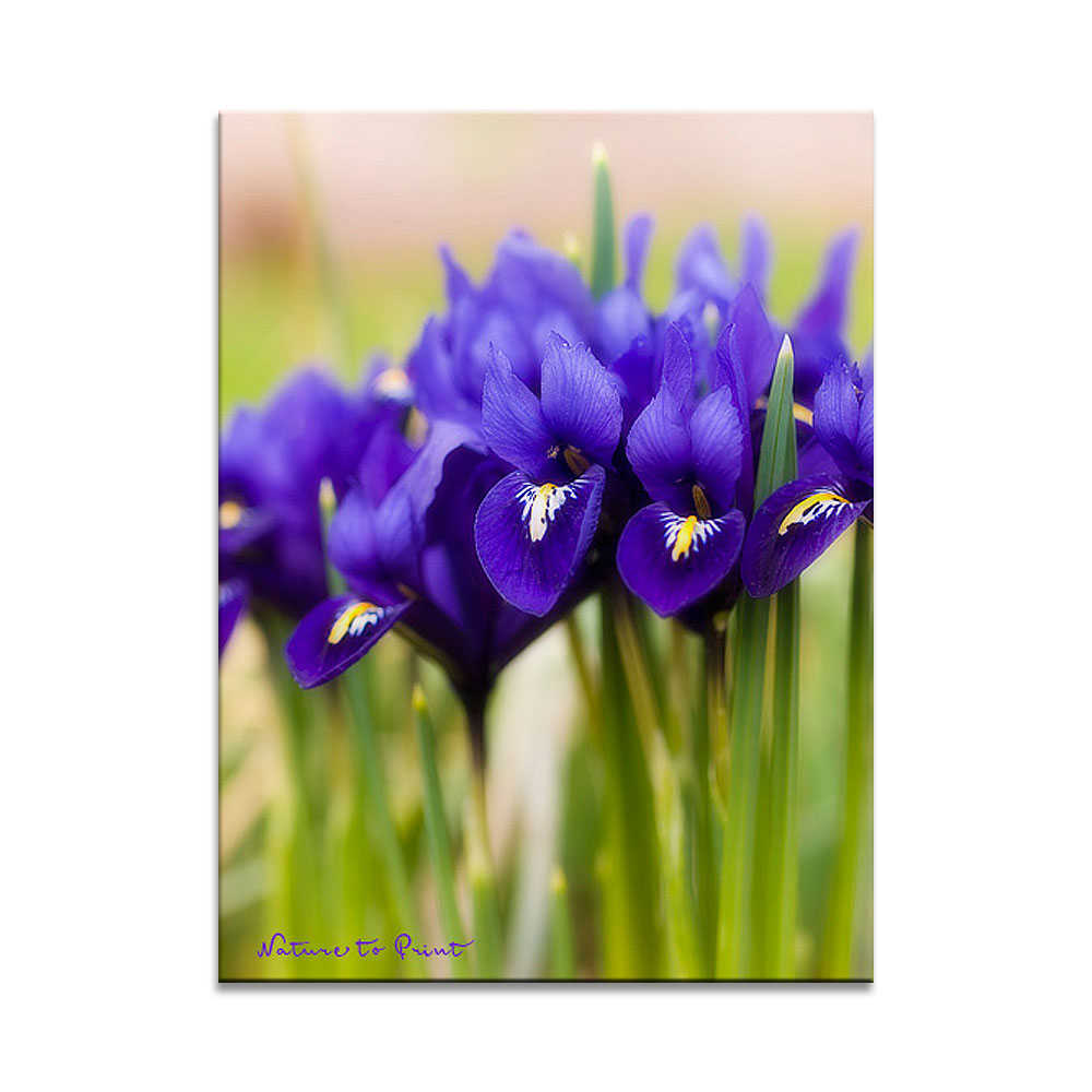 Zwerg-Iris blüht schon im Vorfrühling