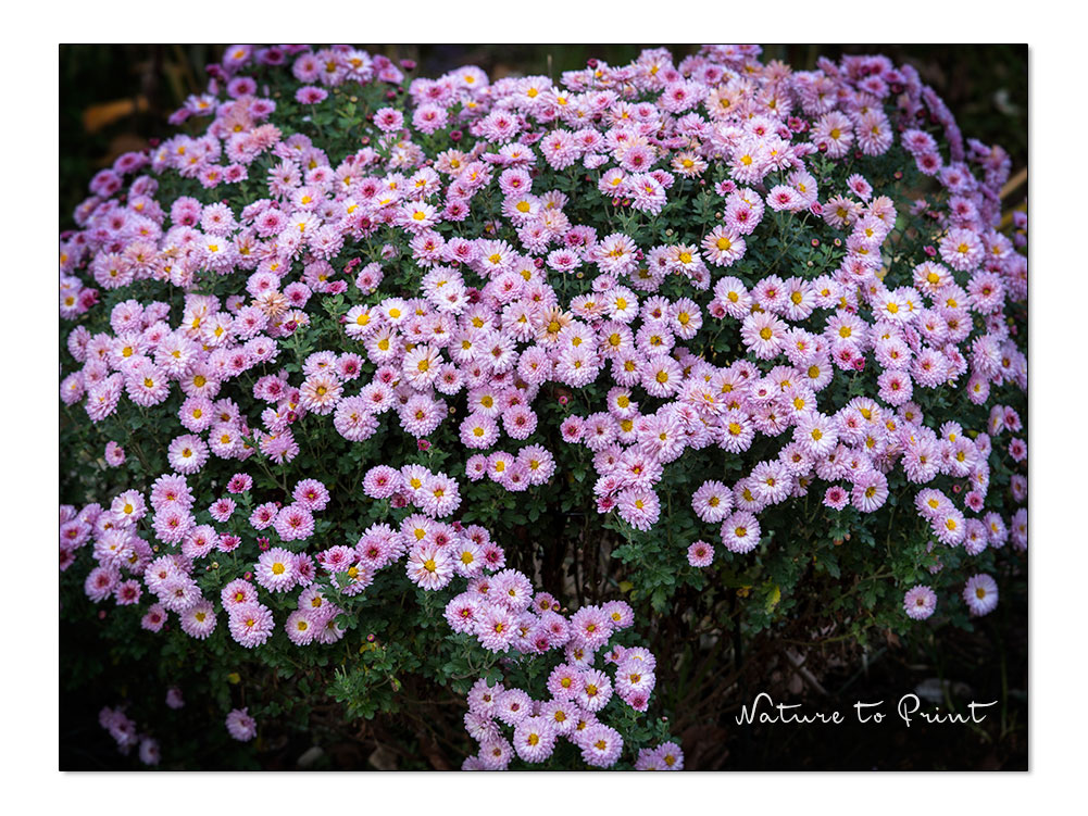 Pinke Garten-Chrysantheme, pures Glück wegen ihrer späten Blüte