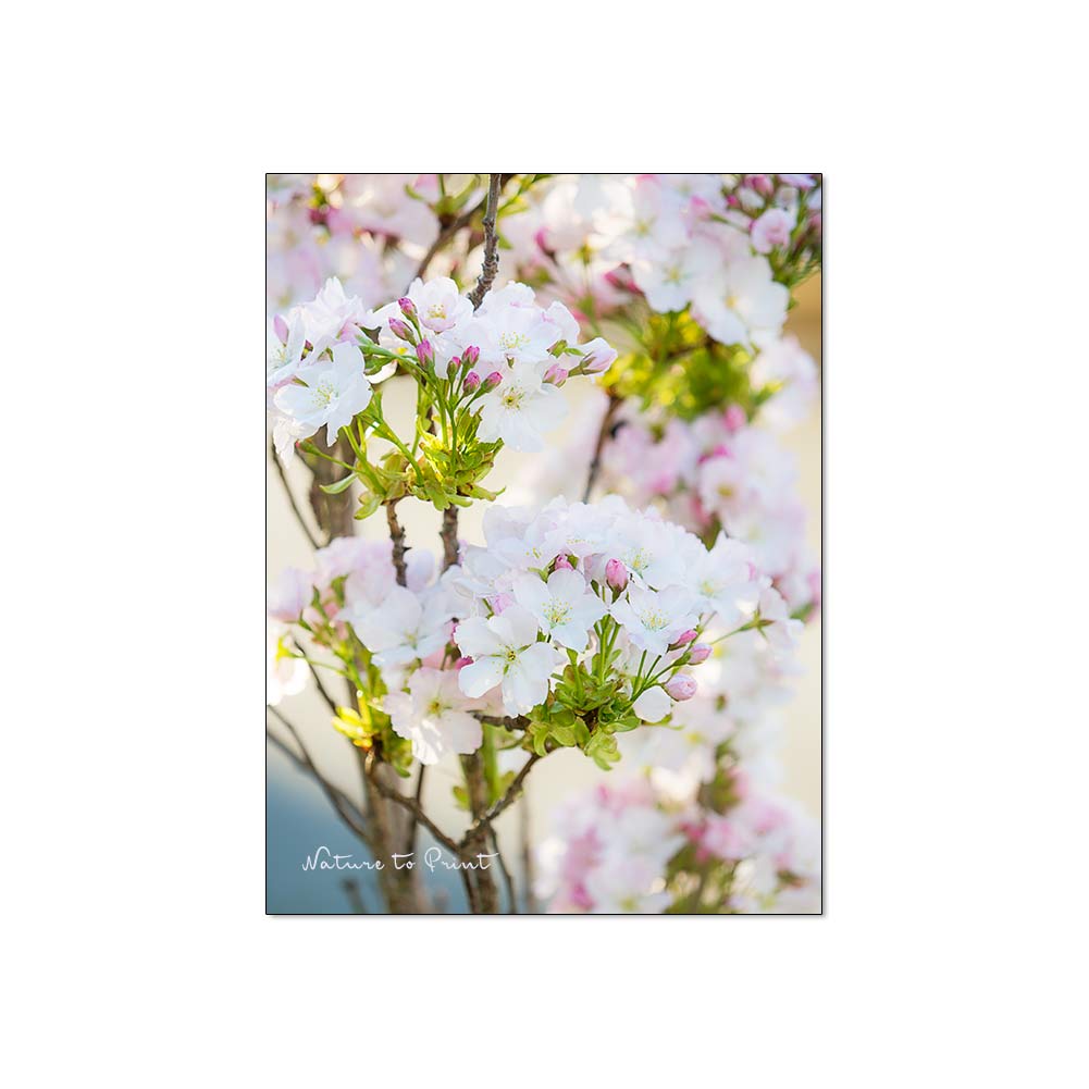 Blumenbild auf Leinwand Zierkirsche Amanogawa blüht hübsch