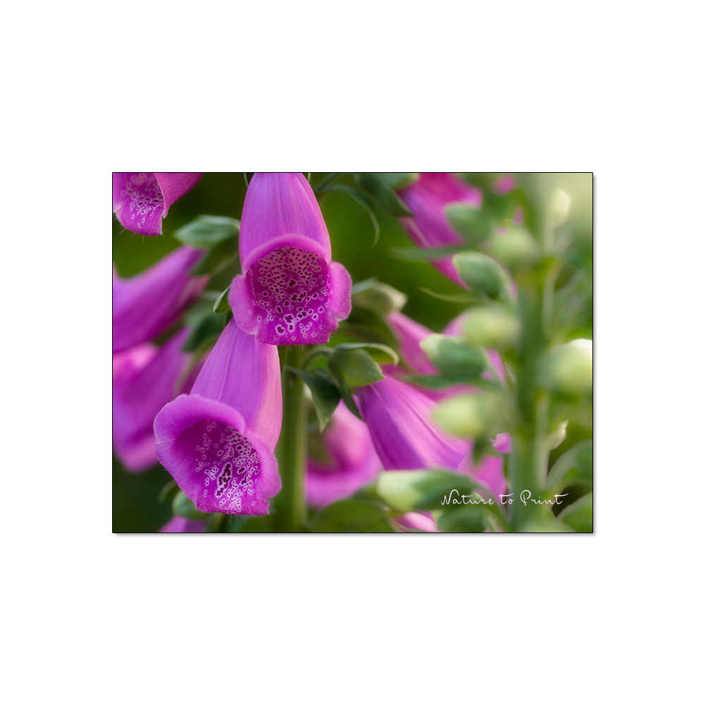 Blumenbild auf Leinwand oder Kunstdruck: "Im Fingerhutwald"