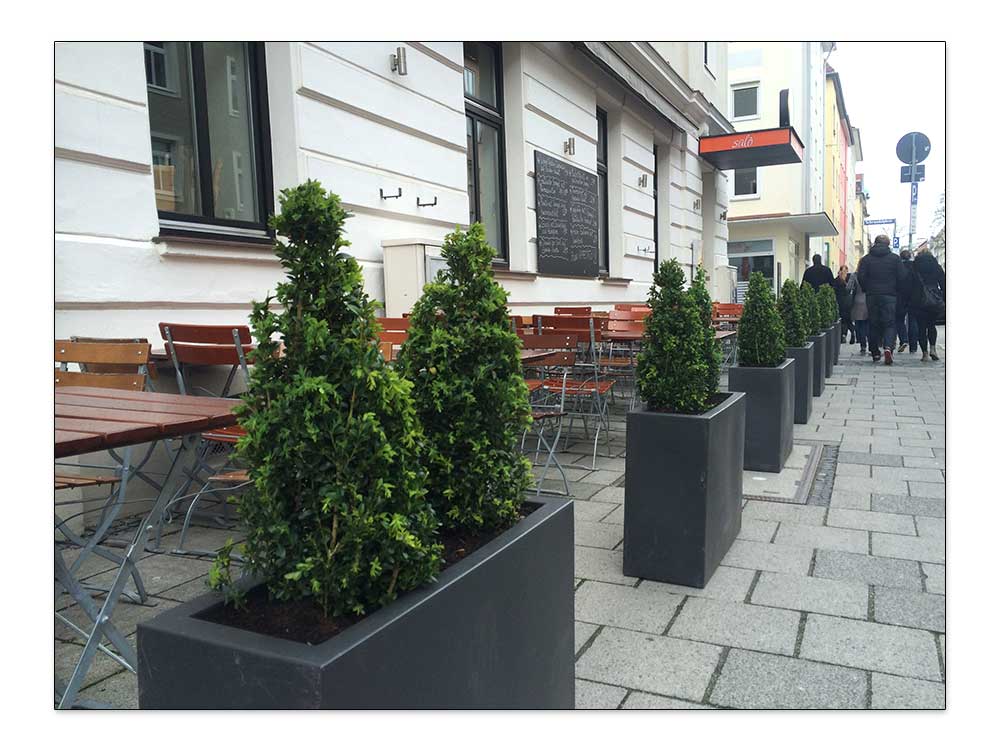 Pflanzkübel mit immergrüner Bepflanzung vor Restaurant