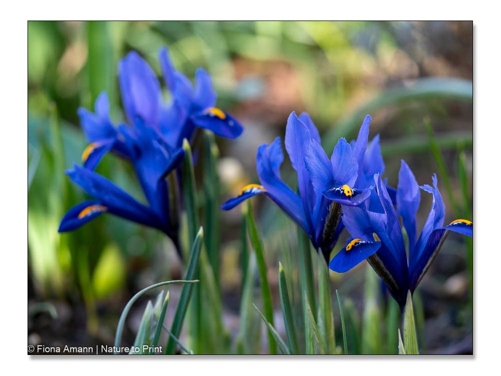 Frühling machen im März. Die Zwerg-Iris blüht bereits.