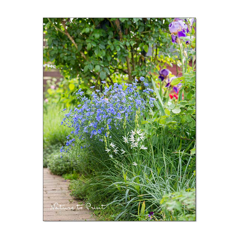 Blauer Lein, Graslilien und Iris säumen den Gartenweg