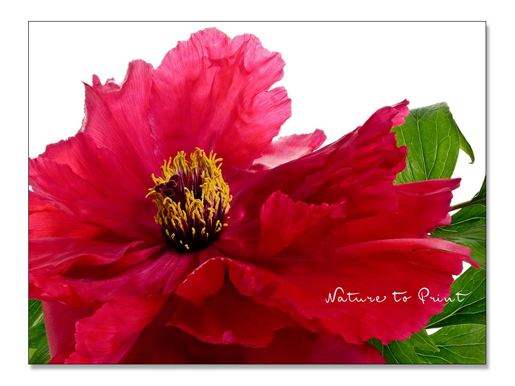 Blumenbild auf Leinwand oder Kunstdruck: Rote Strauchpfingstrose freigestellt auf Weiß