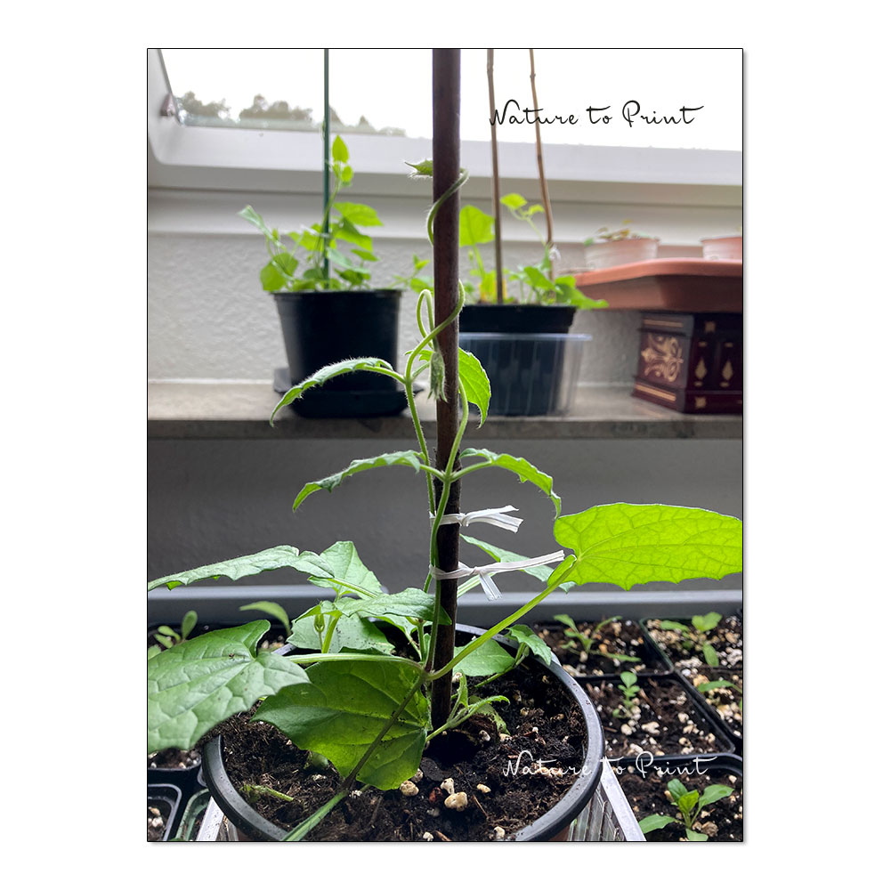 Thunbergia Alata, Jungpflanze im Februar