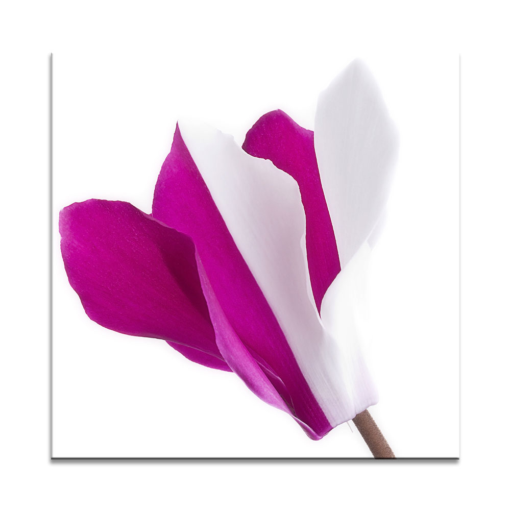 Zweifarbige Blüte. Blumenbild auf Leinwand oder Fine-Art von Nature to Print