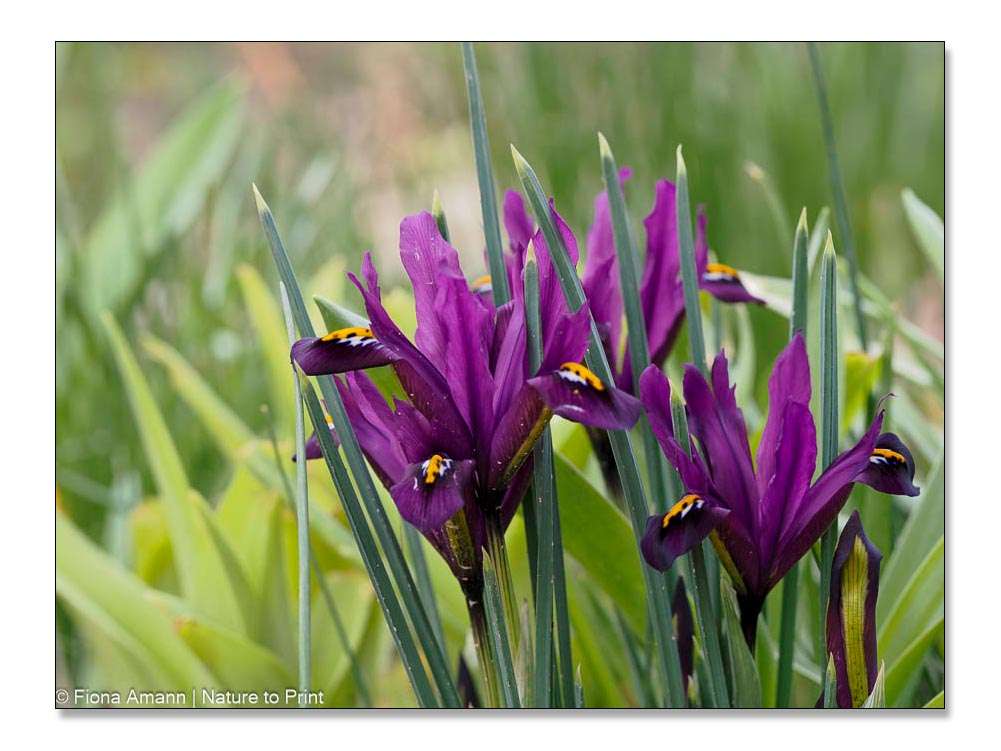 Zwerg-Iris blüht zeitig, aber nur für kurze Zeit